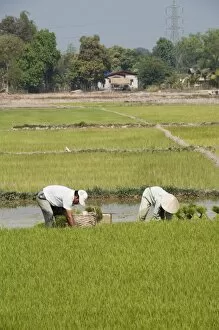Images Dated 10th January 2008: Planting rice, Vientiane, Laos