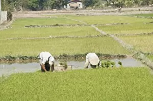 Images Dated 10th January 2008: Planting rice, Vientiane, Laos
