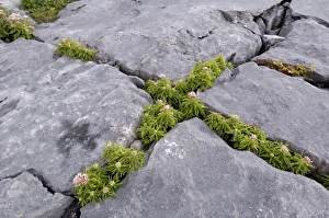The Burren Prints: Plants growing amongst the limestone pavement, The Burren, County Clare
