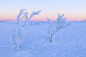 Covering Prints: Plants ice encrusted in an uninhabited area of Lapland, Riskgransen, Norbottens Ian