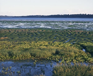 Essex Prints: Plants and mudflats, River Stour, Essex, England, United Kingdom, Europe