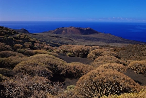 Canary Island Prints: Plants and a volcano cone viewed from La Dehesa