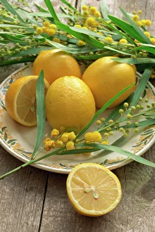 Generic Location Prints: A plate of lemons and mimosa flowers