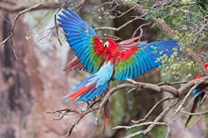 Macaw Prints: Playful red-and-green macaws (Ara chloropterus), Buraco das Araras, Mato Grosso do Sul