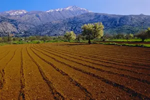 Mediterranean Countries Prints: Ploughed field with blooming trees and mountains in the background