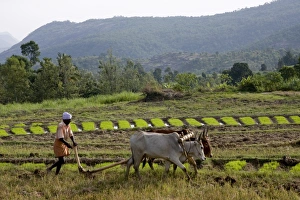 Ploughing Prints: Ploughing an agricultural field, Marayoor, Kerala, India, Asia