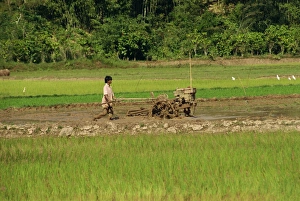 Toraja Prints: Ploughing paddy fields