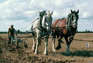 Rural Location Prints: Ploughing with shire horses, Derbyshire, England, United Kingdom, Europe