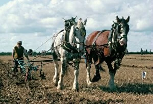 Rural Location Collection: Ploughing with shire horses, Derbyshire, England, United Kingdom, Europe