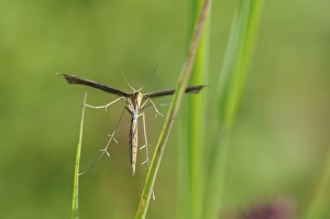 Invertebrate Prints: Plume moth (Stenoptilia bipunctidactyla) on grass, Wiltshire, England