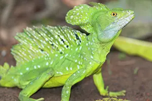Rica Prints: Plumed Basilisk (Basiliscus plumifrons) walking in rainforest, Costa Rica, Central America