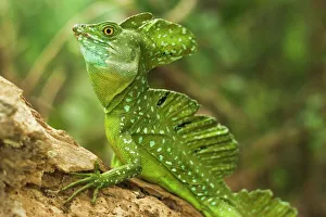 Foreground Focus Gallery: Plumed Basilisk (Jesus Christ Lizard), named because it can run some meters over water; Arenal