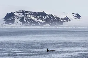 Marine Mammal Prints: A pod of Big Type B killer whales (Orcinus orca) in Antarctic Sound