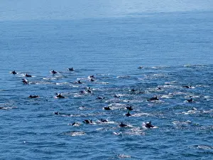 Oceanic Prints: Pod of common dolphins surfacing in the ocean near Isla Danzante in Baja California Sur