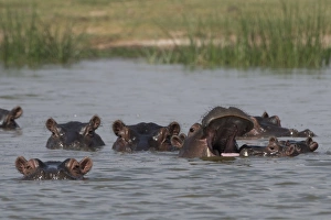 Tsavo Prints: A pod of Hippopotamus (Hippopotamus amphibius), in Lake Gipe, Tsavo, Kenya, East Africa