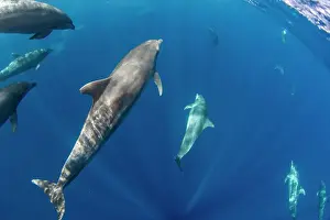 A pod of Indo-Pacific bottlenose dolphin (Tursiops aduncus), off Bangka Island, off the northeastern tip of Sulawesi, Indonesia, Southeast Asia, Asia