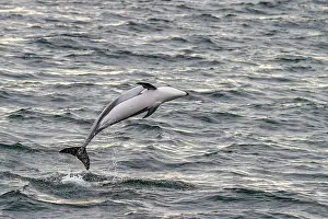 Natural Wonder Prints: A pod of Pacific white-sided dolphins (Lagenorhynchus obliquidens) leaping and surfacing in Johnstone Strait