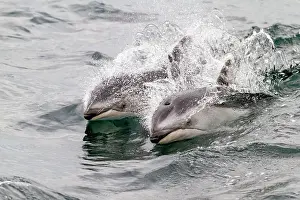 Clear Waters Prints: A pod of Pacific white-sided dolphins (Lagenorhynchus obliquidens) leaping and surfacing in Johnstone Strait