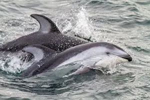 Marine Wildlife Prints: A pod of Pacific white-sided dolphins (Lagenorhynchus obliquidens) leaping and surfacing in Johnstone Strait