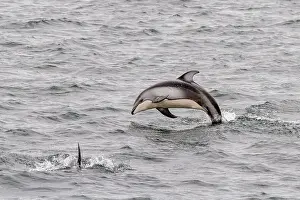 Blue Water Prints: A pod of Pacific white-sided dolphins (Lagenorhynchus obliquidens) leaping and surfacing in Johnstone Strait