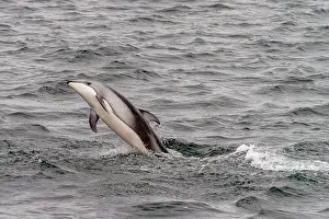 Wildlife Conservation Prints: A pod of Pacific white-sided dolphins (Lagenorhynchus obliquidens) leaping and surfacing in Johnstone Strait