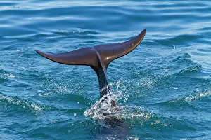 Whales Prints: Pod of short-finned pilot whales swimming in the waters off Baja California