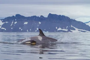 Mammals Prints: Pod of Type B killer whales, Orcinus orca