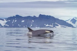 Mammals Prints: Pod of Type B killer whales swimming near Antarctic Peninsula