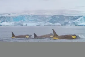 Mammals Prints: Pod of Type B killer whales swimming near the Antarctic Peninsula