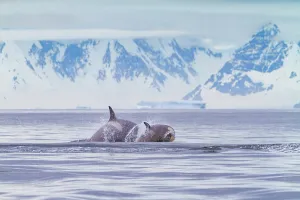 Mammals Prints: Pod of Type B killer whales swimming near the Antarctic Peninsula in Antarctica