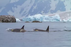 Mammals Prints: Pod of Type B killer whales swimming near icebergs in Antarctic waters