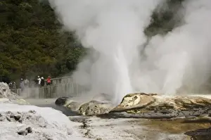 Taupo Prints: Pohutu Geyser at Te Puia Wakarewarewa Geothermal Village