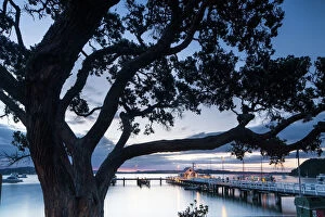Pier Gallery: Pohutukawa tree, Russell, Bay of Islands, North Island, New Zealand, Pacific