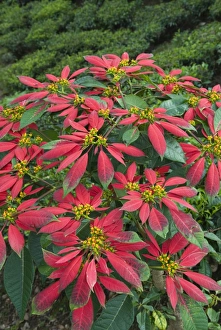 Flowering Prints: Poinsettia amongst tea plants, near Munnar, Kerala, India, Asia