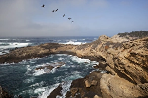 Natural Reserve Prints: Point Lobos State Natural Reserve