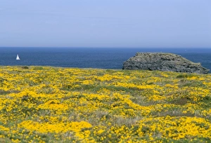 Morbihan Prints: Pointe du Vieux Chateau, Belle Ile en Mer, Breton Islands, Morbihan, Brittany