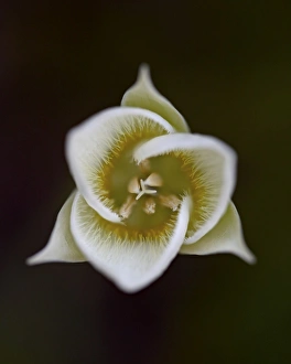 Glacier National Park Gallery: Pointed Mariposa lily (pointedtip Mariposa lily (Calochortus apiculatus)