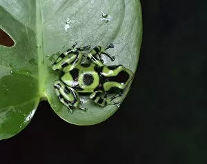 Images Dated 17th November 2008: Poison arrow tree frog (Dendrobates auratus)