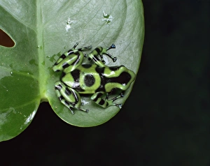 Images Dated 17th November 2008: Poison arrow tree frog (Dendrobates auratus)