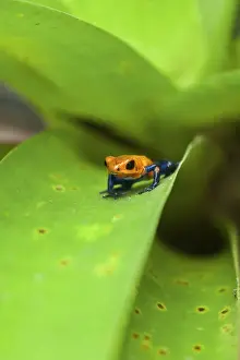 Frog Prints: Poison Dart Frog, named due it excreting a poison that paralyses - used on native arrows; Arenal