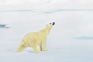 Layer Prints: Polar Bear on Arctic Ice, Svalbard, Norway, Arctic Ocean, Polar Regions