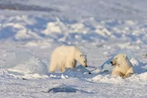 Polar bear with a cub near a ringed seal kill, Svalbard, Spitzbergen, Arctic