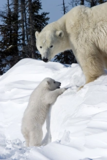 Polar Bear with a cub, (Ursus maritimus), Churchill, Manitoba, Canada