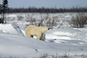 Canadian Prints: Polar Bear with a cub, (Ursus maritimus), Churchill, Manitoba, Canada