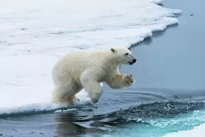 Arctic Gallery: Polar bear cub (Ursus maritimus) jumping over the water, Spitsbergen Island, Svalbard archipelago