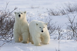 Manitoba Prints: Polar bear cubs (Ursus maritimus), Churchill, Hudson Bay, Manitoba, Canada, North America