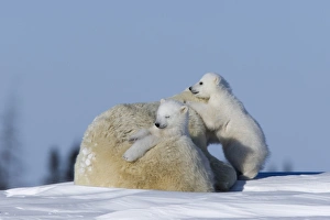 Polar Bear with cubs, (Ursus maritimus), Churchill, Manitoba, Canada