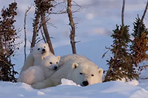 Canadian Prints: Polar Bear with cubs, (Ursus maritimus), Churchill, Manitoba, Canada
