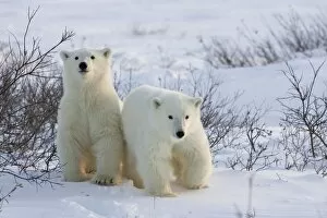 Endangered Species Gallery: Polar bear cubs (Ursus maritimus), Churchill, Hudson Bay, Manitoba, Canada, North America