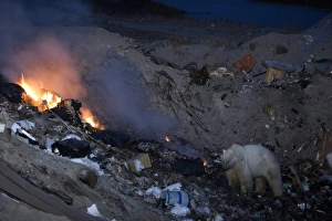 Jeopardy Prints: Polar bear at the dump, Ursus maritimus, Churchill, Manitoba, Canada, North America